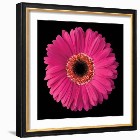 Gerbera Daisy Pink-Jim Christensen-Framed Photo