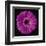 Gerbera Daisy Purple-Jim Christensen-Framed Art Print