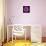 Gerbera Daisy Purple-Jim Christensen-Photo displayed on a wall