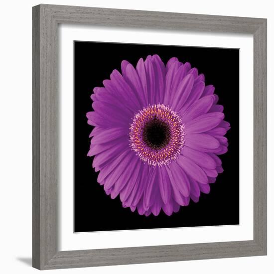 Gerbera Daisy Purple-Jim Christensen-Framed Photo