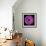 Gerbera Daisy Purple-Jim Christensen-Framed Photo displayed on a wall