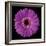 Gerbera Daisy Purple-Jim Christensen-Framed Photo