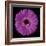 Gerbera Daisy Purple-Jim Christensen-Framed Photo