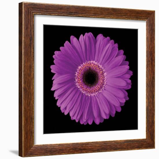 Gerbera Daisy Purple-Jim Christensen-Framed Photo