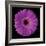 Gerbera Daisy Purple-Jim Christensen-Framed Photo