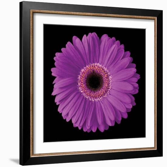 Gerbera Daisy Purple-Jim Christensen-Framed Photo