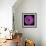 Gerbera Daisy Purple-Jim Christensen-Framed Photo displayed on a wall