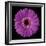 Gerbera Daisy Purple-Jim Christensen-Framed Photo