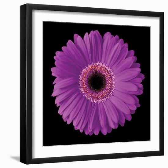 Gerbera Daisy Purple-Jim Christensen-Framed Photo