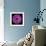 Gerbera Daisy Purple-Jim Christensen-Framed Photo displayed on a wall