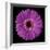 Gerbera Daisy Purple-Jim Christensen-Framed Photo