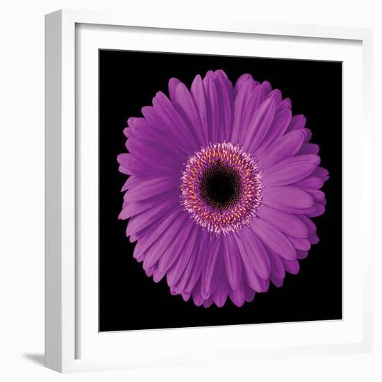 Gerbera Daisy Purple-Jim Christensen-Framed Photo