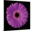 Gerbera Daisy Purple-Jim Christensen-Mounted Photo