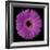 Gerbera Daisy Purple-Jim Christensen-Framed Photo