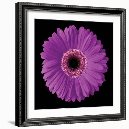 Gerbera Daisy Purple-Jim Christensen-Framed Photo