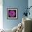 Gerbera Daisy Purple-Jim Christensen-Framed Photo displayed on a wall