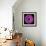 Gerbera Daisy Purple-Jim Christensen-Framed Photo displayed on a wall