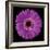 Gerbera Daisy Purple-Jim Christensen-Framed Photo