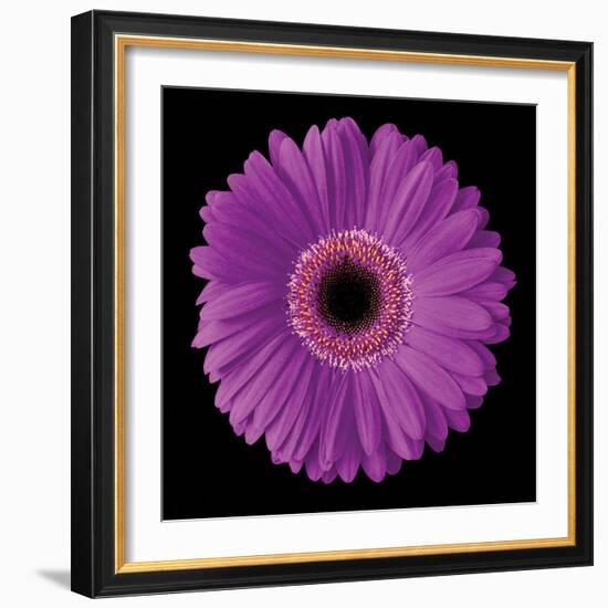 Gerbera Daisy Purple-Jim Christensen-Framed Photo