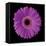 Gerbera Daisy Purple-Jim Christensen-Framed Stretched Canvas