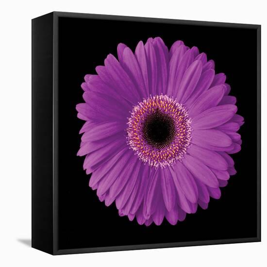 Gerbera Daisy Purple-Jim Christensen-Framed Stretched Canvas