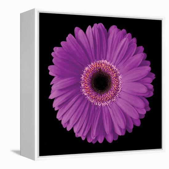 Gerbera Daisy Purple-Jim Christensen-Framed Stretched Canvas