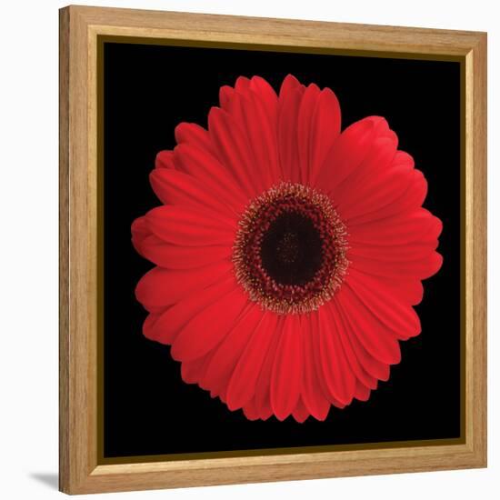 Gerbera Daisy Red-Jim Christensen-Framed Stretched Canvas