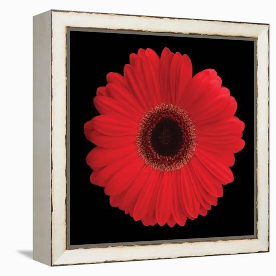 Gerbera Daisy Red-Jim Christensen-Framed Stretched Canvas