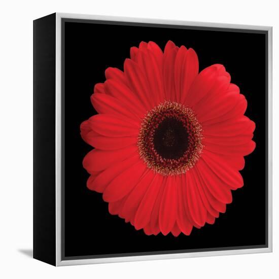 Gerbera Daisy Red-Jim Christensen-Framed Stretched Canvas