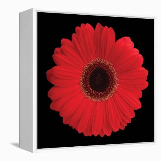 Gerbera Daisy Red-Jim Christensen-Framed Stretched Canvas