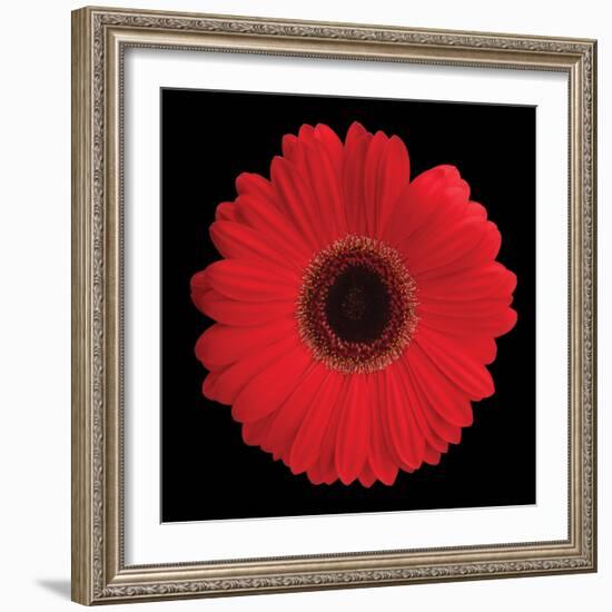 Gerbera Daisy Red-Jim Christensen-Framed Photo