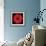Gerbera Daisy Red-Jim Christensen-Framed Photo displayed on a wall