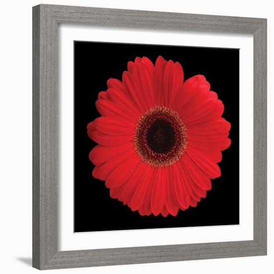 Gerbera Daisy Red-Jim Christensen-Framed Photo