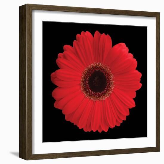 Gerbera Daisy Red-Jim Christensen-Framed Photo