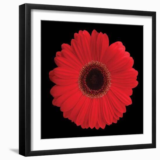 Gerbera Daisy Red-Jim Christensen-Framed Photo