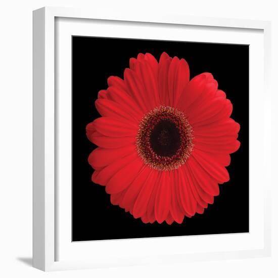 Gerbera Daisy Red-Jim Christensen-Framed Photo