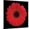 Gerbera Daisy Red-Jim Christensen-Mounted Photo