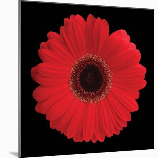 Gerbera Daisy Red-Jim Christensen-Mounted Photo