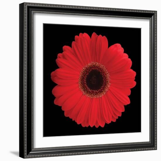 Gerbera Daisy Red-Jim Christensen-Framed Photo