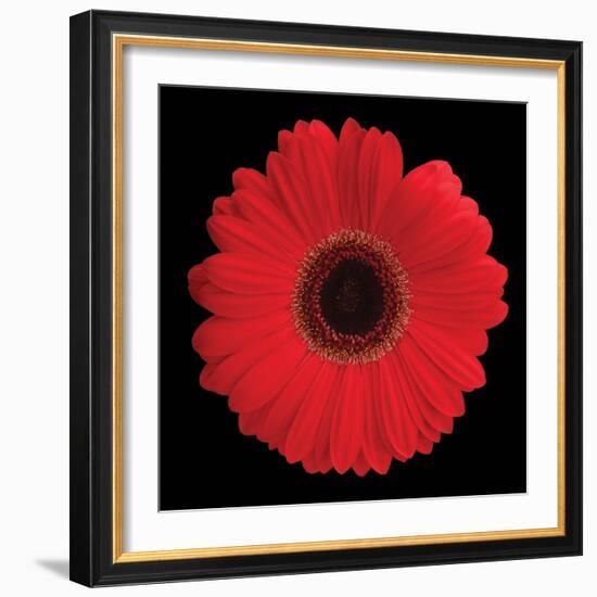 Gerbera Daisy Red-Jim Christensen-Framed Photo