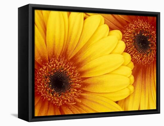 Gerbera Daisy, Washington, USA-Jamie & Judy Wild-Framed Premier Image Canvas