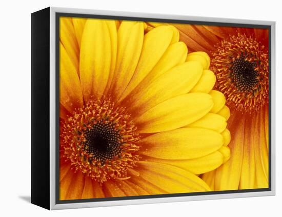 Gerbera Daisy, Washington, USA-Jamie & Judy Wild-Framed Premier Image Canvas