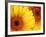 Gerbera Daisy, Washington, USA-Jamie & Judy Wild-Framed Photographic Print