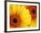 Gerbera Daisy, Washington, USA-Jamie & Judy Wild-Framed Photographic Print