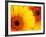 Gerbera Daisy, Washington, USA-Jamie & Judy Wild-Framed Photographic Print