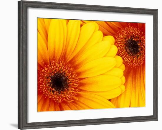 Gerbera Daisy, Washington, USA-Jamie & Judy Wild-Framed Photographic Print