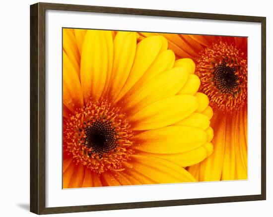 Gerbera Daisy, Washington, USA-Jamie & Judy Wild-Framed Photographic Print