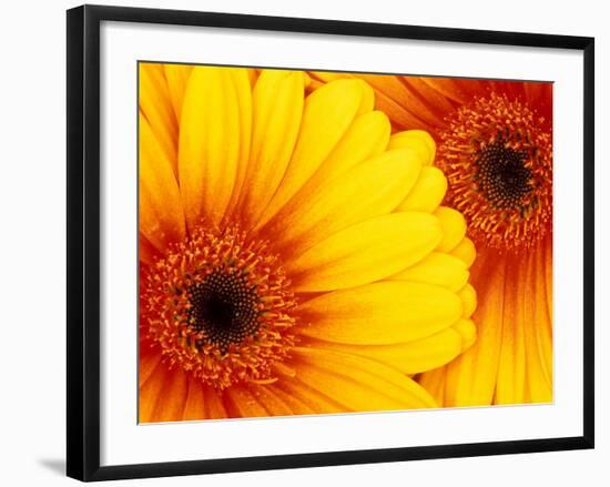 Gerbera Daisy, Washington, USA-Jamie & Judy Wild-Framed Photographic Print