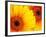 Gerbera Daisy, Washington, USA-Jamie & Judy Wild-Framed Photographic Print