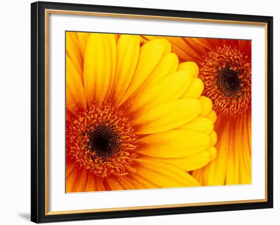 Gerbera Daisy, Washington, USA-Jamie & Judy Wild-Framed Photographic Print